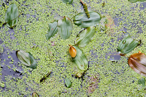 Pond Dye