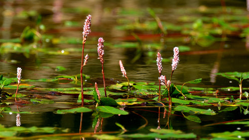 Shoreline Weeds