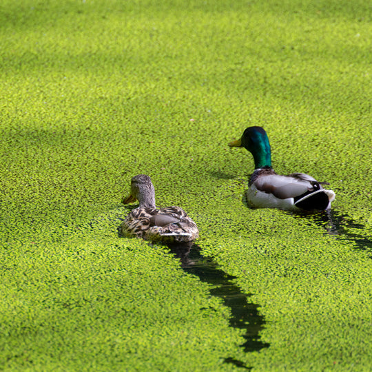 3 Major Problems with Duckweed