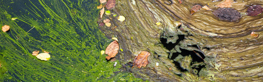 HABs: Harmful Algae Blooms