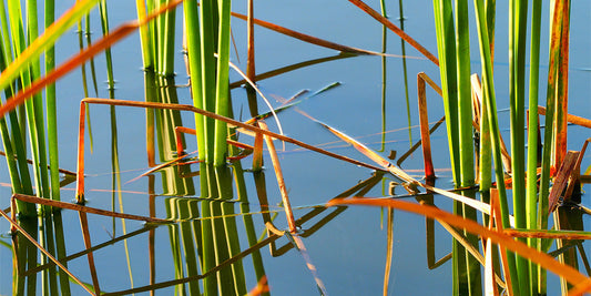 Are Cattails Beneficial?