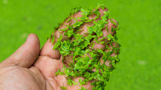 Why Does My Pond Have Duckweed?