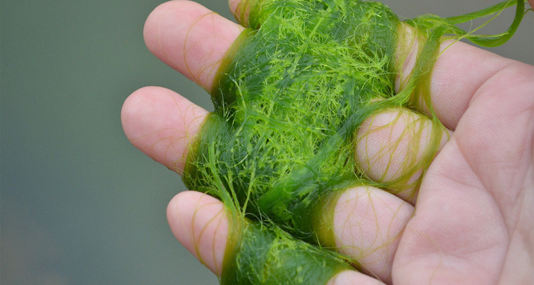 The "Hand Test": Floating Growth ID