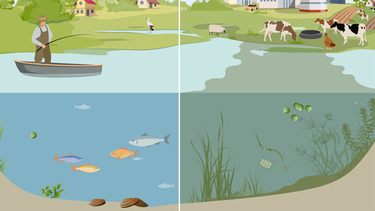 Phosphorus Pollution: Consequences for Ponds and Human Health