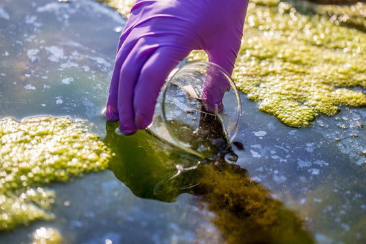 How Do I Control Algae?