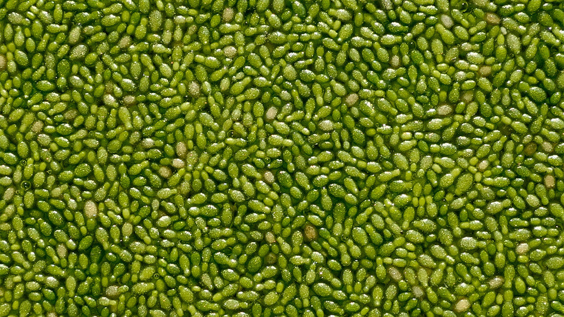 Watermeal 101