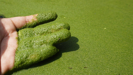 Watermeal: Why does it grow so fast?