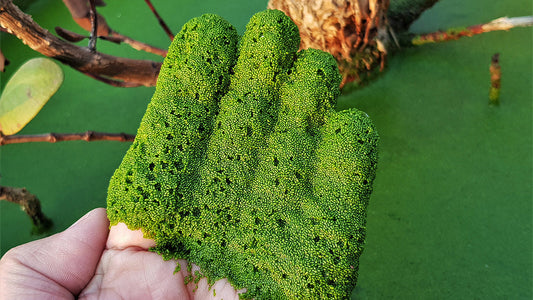How Did I Get Watermeal?