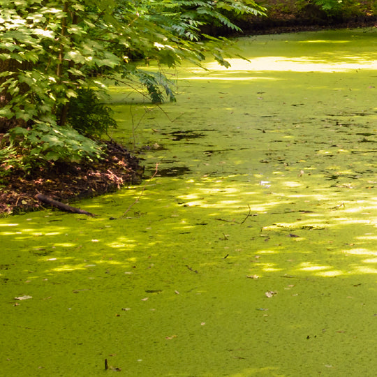 Controlling Duckweed with Sonar – diy.SePRO.com