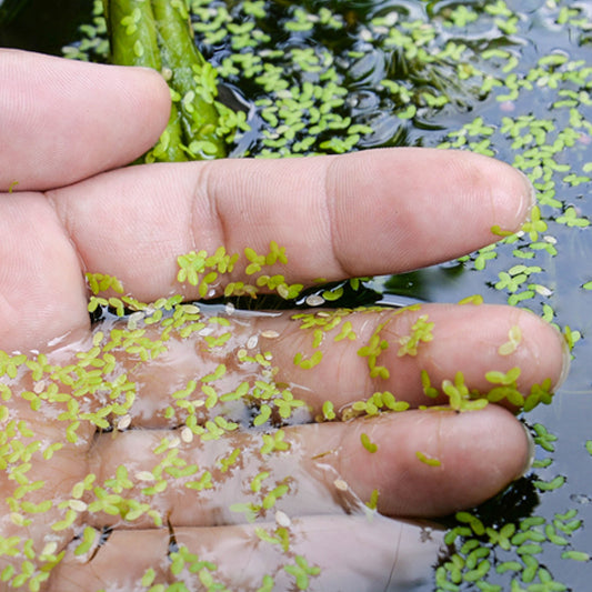 Duckweed In-Depth – diy.SePRO.com