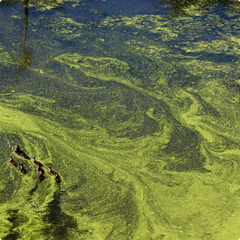 renovate otf aquatic herbicide Renovate OTF 10 lbs- Systemic Broadleaf Herbicide – diy.SePRO.com