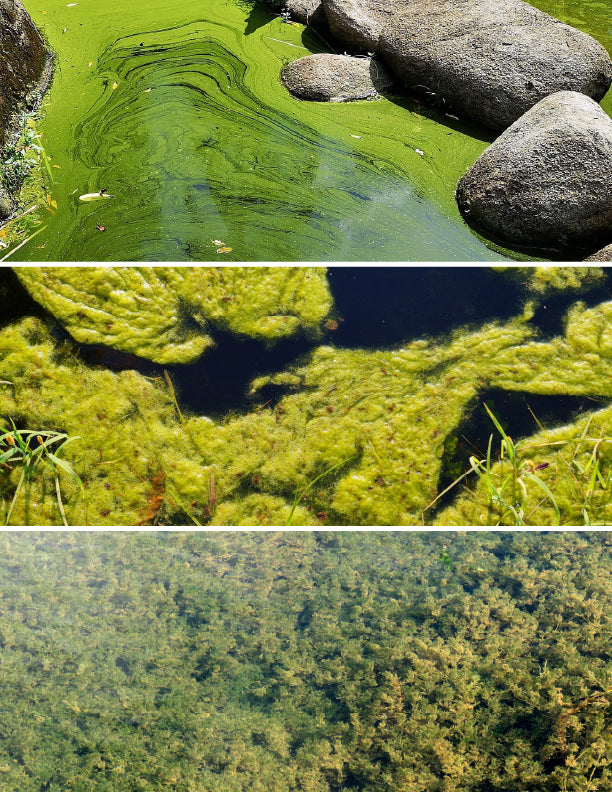 Control green water, surface mats, and stringy algae