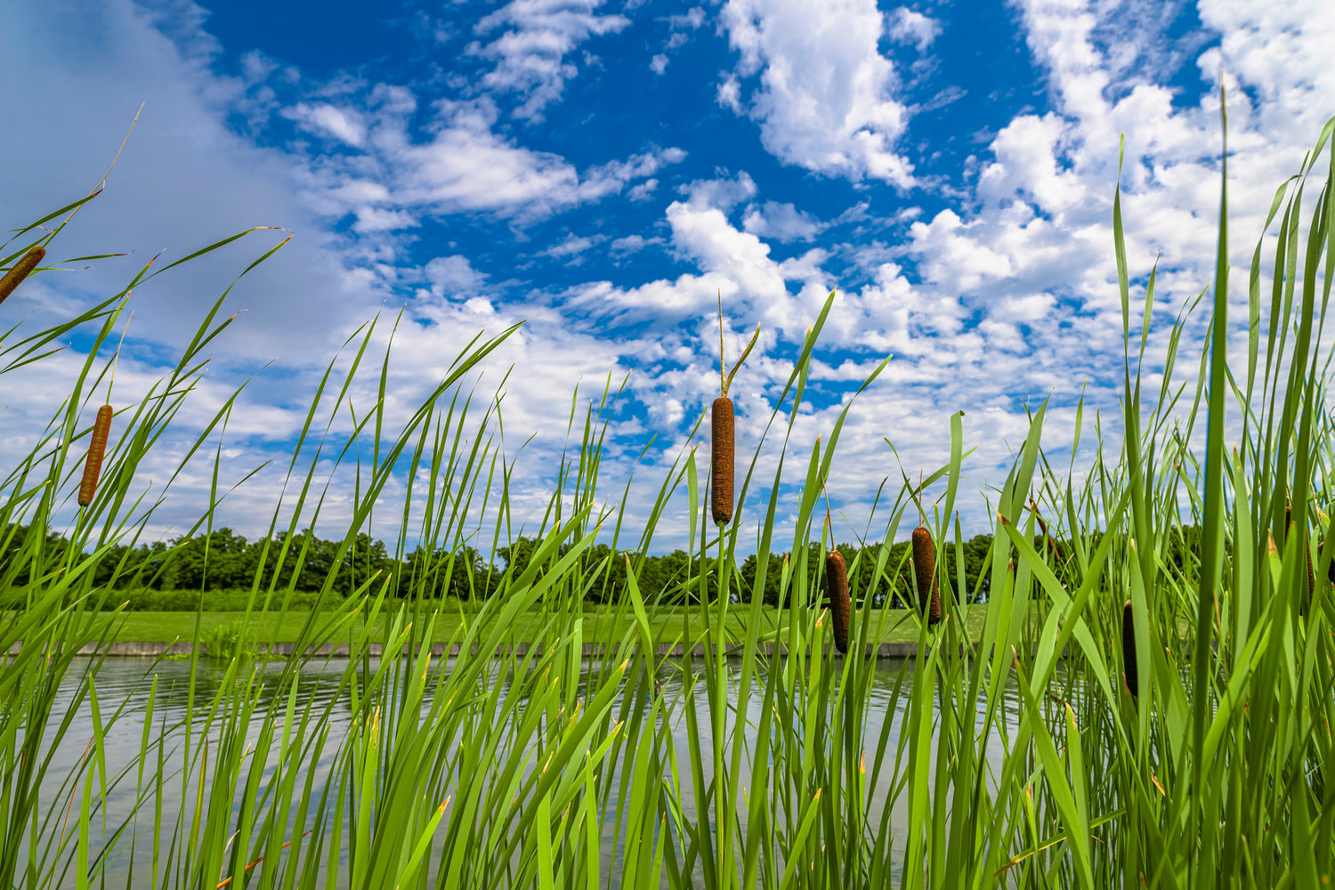 Cattails – diy.SePRO.com