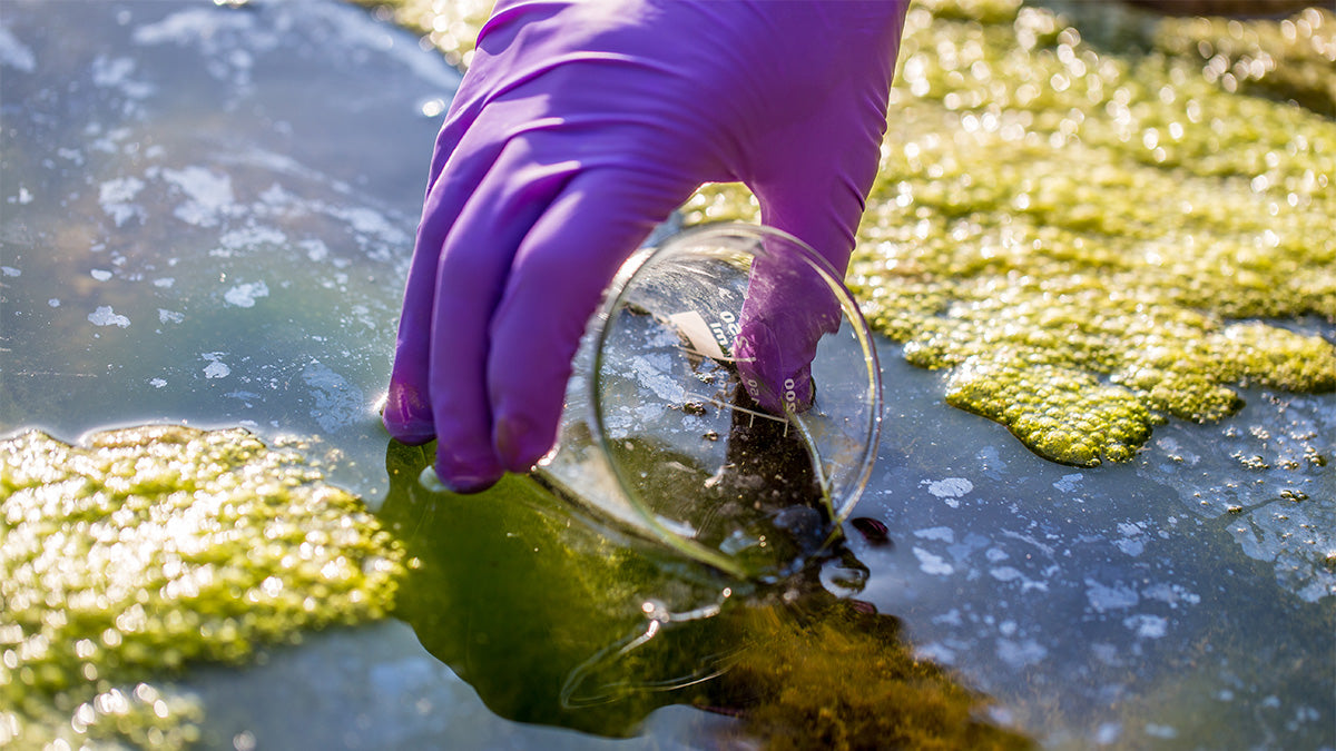 Algae 101 – diy.SePRO.com