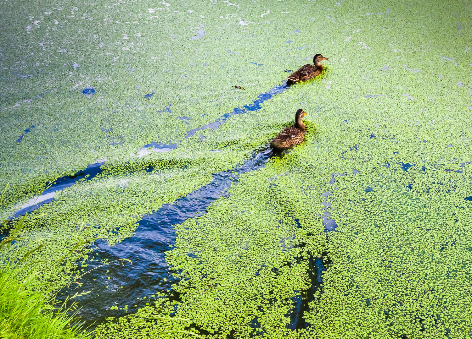 3 Major Problems with Duckweed – diy.SePRO.com