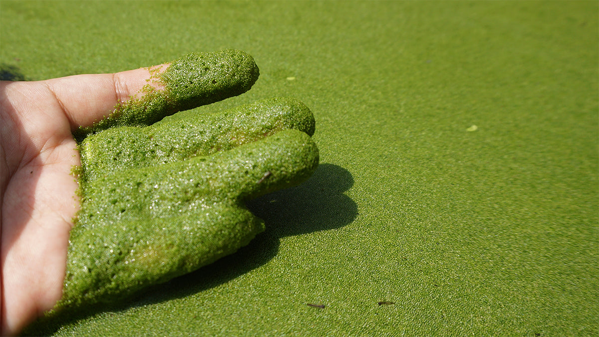 Watermeal: Why does it grow so fast? – DIY.SEPRO