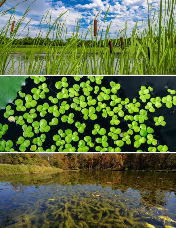 Manage floating, submerged, and shoreline weeds